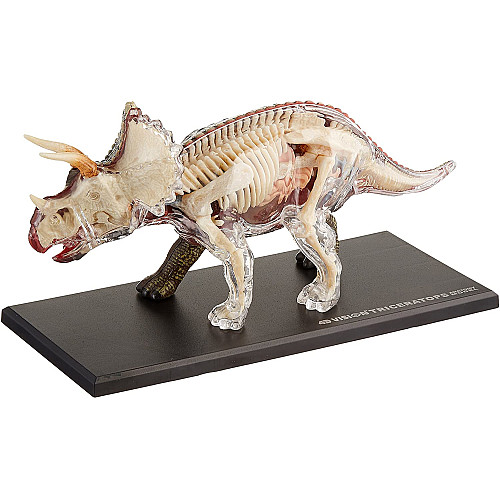 Анатомічна модель динозавр Трицератопс від 4D Master