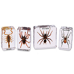 Научный набор Скорпион и пауки (4 элемента) от Lakeshore