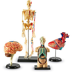 Обучающий набор анатомических моделей (4 шт) от Learning Resources
