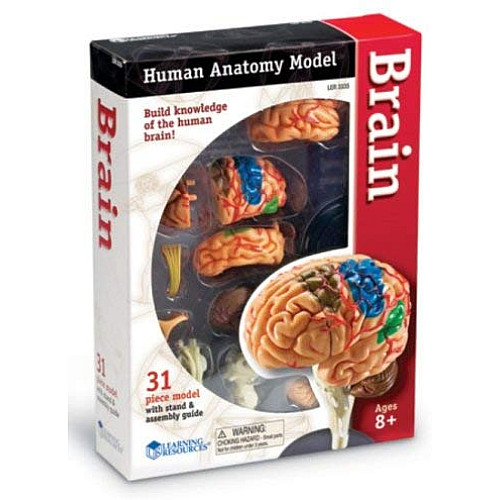 Обучающий набор Модель мозга от Learning Resources