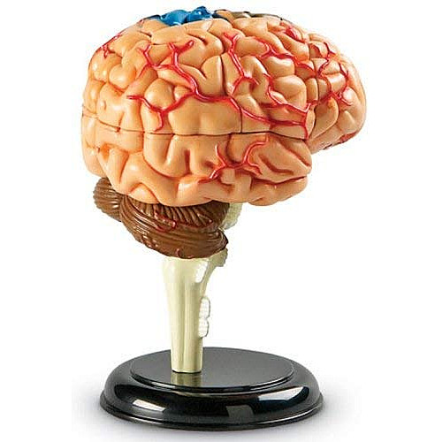 Обучающий набор Модель мозга от Learning Resources
