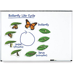 Развивающий набор магнитов Жизненный цикл бабочки (9 магнитов) от Learning Resources