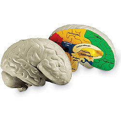 Навчальний набір Модель мозку в розрізі (2 частини) від Learning Resources