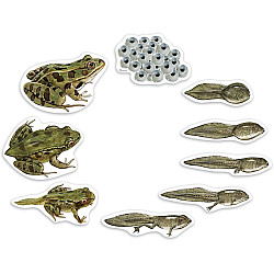 Развивающий набор магнитов Жизненный цикл лягушки (9 магнитов) от Learning Resources