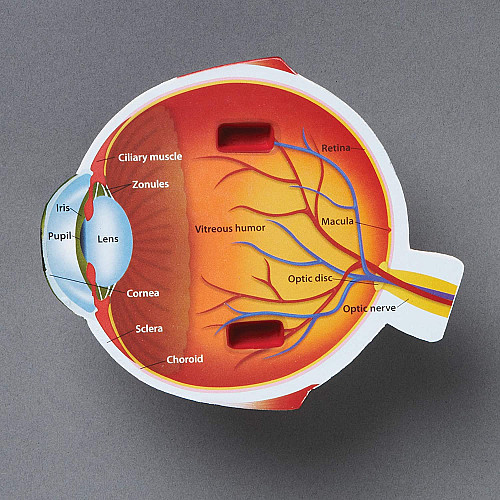 Розвиваючий набір анатомічна модель Людське око від Learning Resources