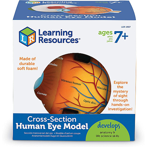 Розвиваючий набір анатомічна модель Людське око від Learning Resources