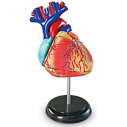 Обучающий набор модель Сердце человека (29 частей) от Learning Resources