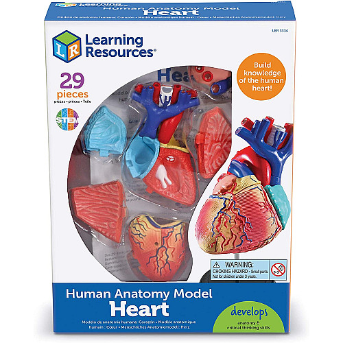 Навчальний набір модель Серце людини (29 частин) від Learning Resources