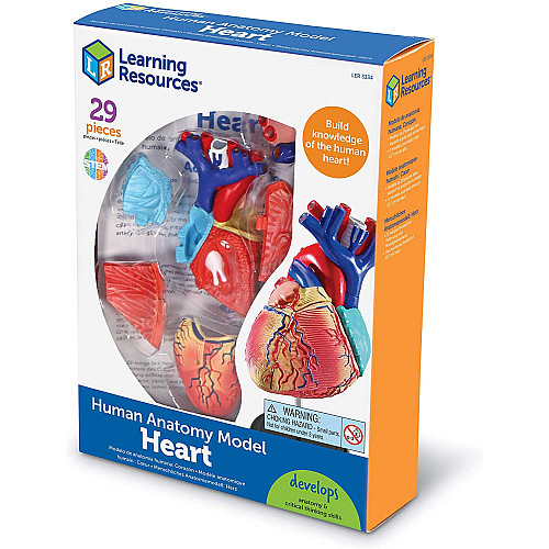 Навчальний набір модель Серце людини (29 частин) від Learning Resources