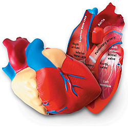 Обучающий набор Модель сердца человека в разрезе от Learning Resources