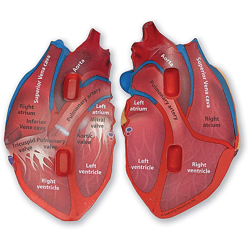 Обучающий набор Модель сердца человека в разрезе от Learning Resources