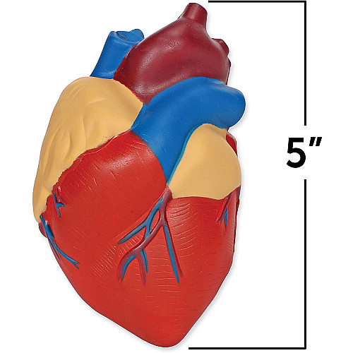 Навчальний набір Модель серця людини в розрізі від Learning Resources