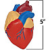 Навчальний набір Модель серця людини в розрізі від Learning Resources