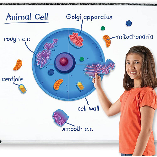 Навчальний магнітний набір Клітка тварин (14 деталей) від Learning Resources