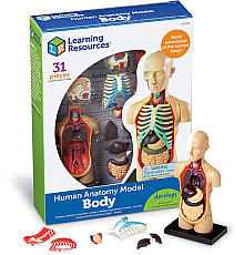 Модель человеческого тела (31 деталь) от Learning Resources