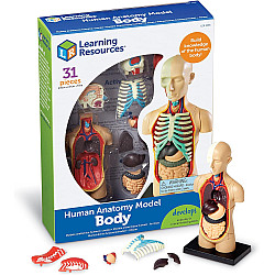 Модель человеческого тела (31 деталь) от Learning Resources