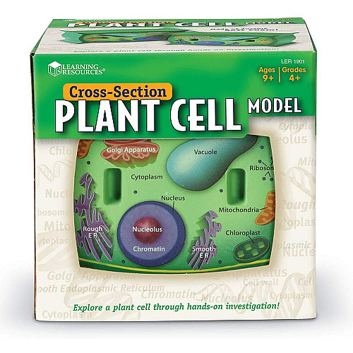 Анатомічна модель Рослинна клітина від Learning Resources