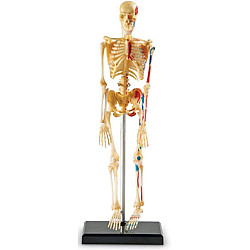 Обучающий набор миниатюрная модель Скелет человека (41 деталь) от Learning Resources