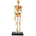 Навчальний набір мініатюрна модель Скелет людини (41 деталь) від Learning Resources