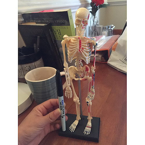 Навчальний набір мініатюрна модель Скелет людини (41 деталь) від Learning Resources