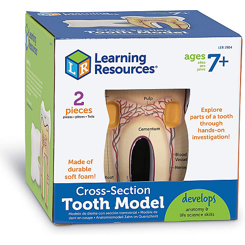 Розвиваючий набір анатомічний конструктор Зуб в розрізі від Learning Resources