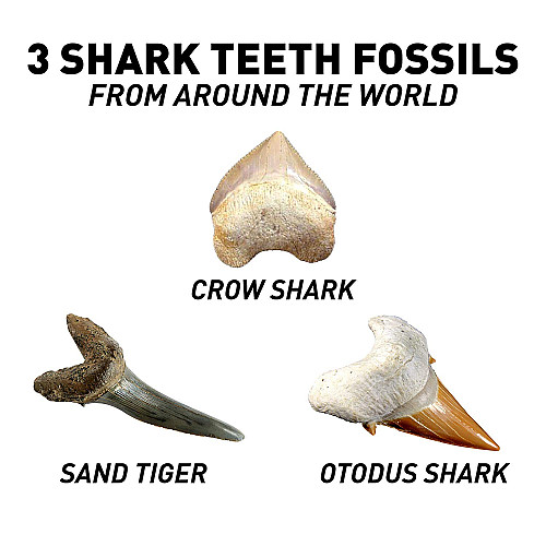 Научный STEM набор Зубы акулы от NATIONAL GEOGRAPHIC