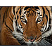 Настільна гра пазли Тигр від NATIONAL GEOGRAPHIC