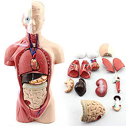 Анатомічна модель Людського тіла від NNSKI