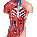 Анатомическая модель Человеческого тела от NNSKI