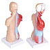 Анатомическая модель Человеческого тела от NNSKI