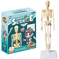 3D модель скелету людини від Obetty