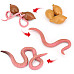 Развивающий набор фигурки Жизненный цикл червя (4 шт) от Obetty