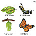 Розвиваючий набір фігурки Життєвий цикл комах (24 шт) від Obetty