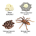 Розвиваючий набір фігурки Життєвий цикл павука (4 шт) від Obetty