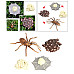 Развивающий набор фигурки Жизненный цикл паука (4 шт) от Obetty