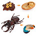 Розвиваючий набір фігурки Життєвий цикл жука-оленя (4 шт) від Obetty