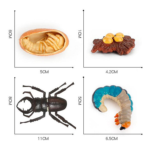 Развивающий набор фигурки Жизненный цикл жука-оленя (4 шт) от Obetty