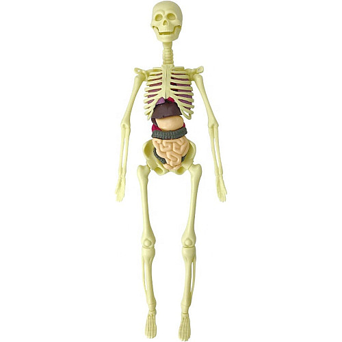 Научный набор Скелет человека от Obetty