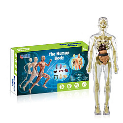 Научный набор Скелет человека от Obetty