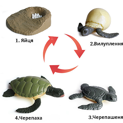 Развивающий набор фигурки Жизненный цикл черепахи (4 шт) от Obetty