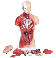 Анатомическая модель Человеческого тела от Obetty