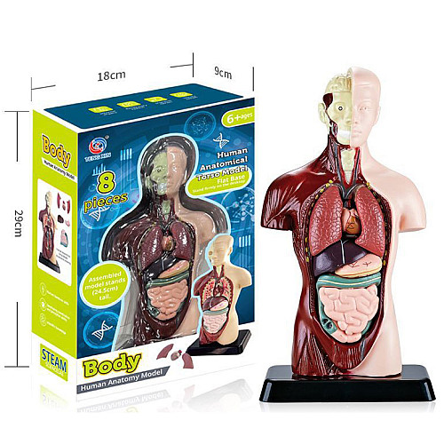 Анатомічна модель Людського тіла від Obetty