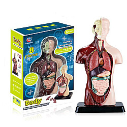 Анатомическая модель Человеческого тела от Obetty