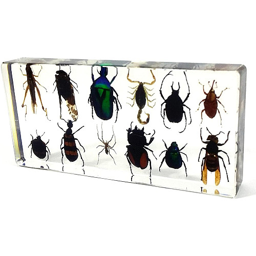 Научный набор Жуки насекомые (12 шт) от REALBUG