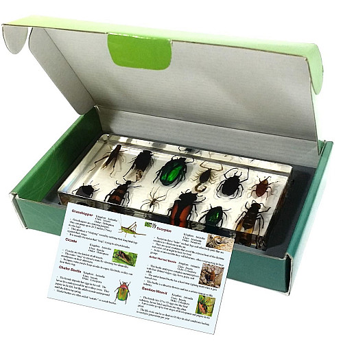 Науковий набір Жуки комахи (12 шт) від REALBUG