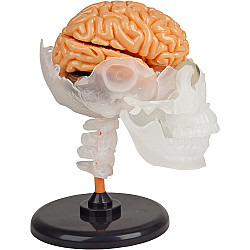 Развивающий набор Анатомическая модель Мозг от SmartLab Toys