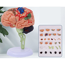 Навчальний набір Модель мозку від Obetty