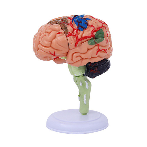 Обучающий набор Модель мозга от Obetty