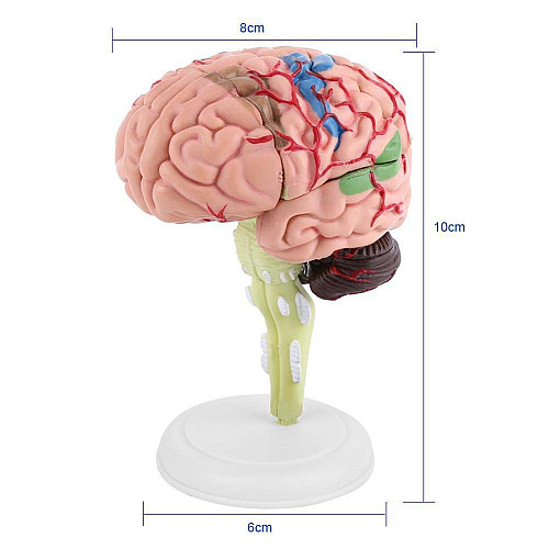 Обучающий набор Модель мозга от Obetty