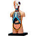 Развивающий набор Анатомический конструктор Тело от 4D Master